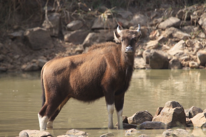 Gaur