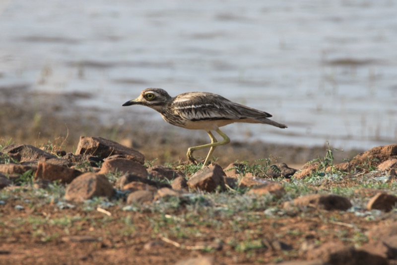 Great thick-knee