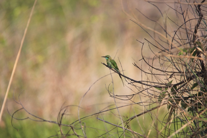 Green bee-eater