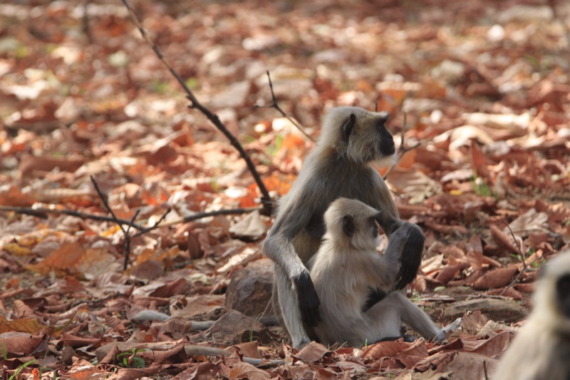 Grey langur