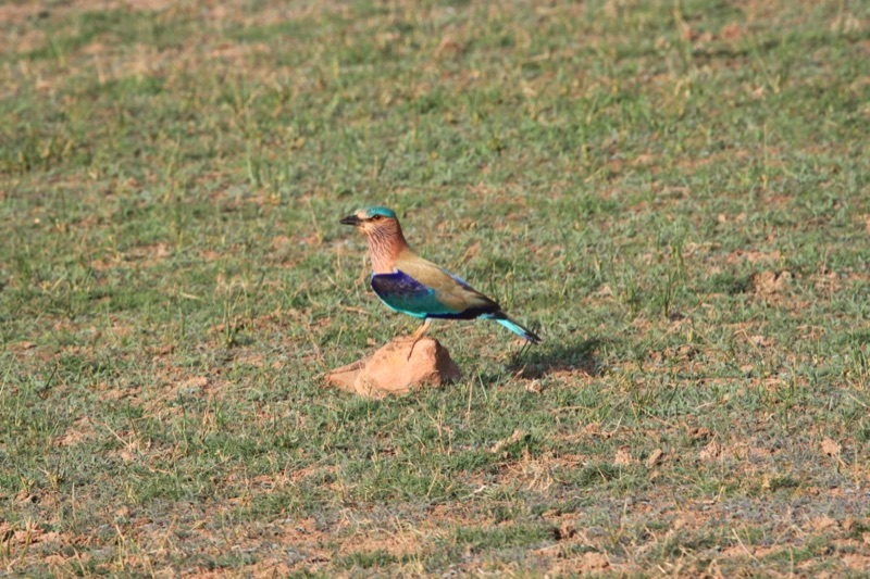 Indian roller