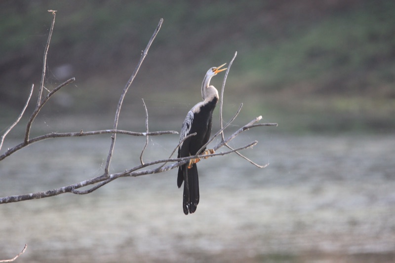 Oriental darter