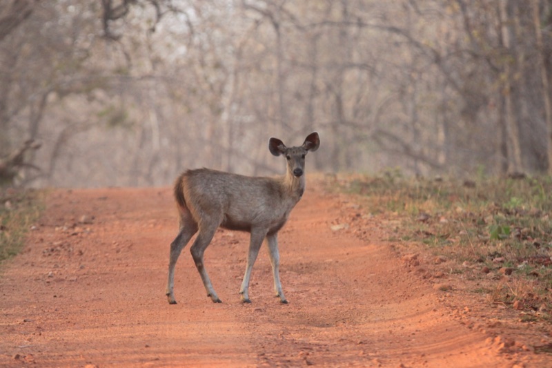Sambar